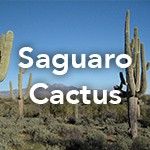 Saguaro Cactus