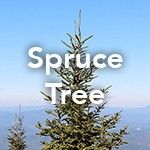 Spruce Tree