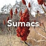 Sumac