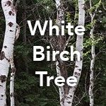 White Birch Tree