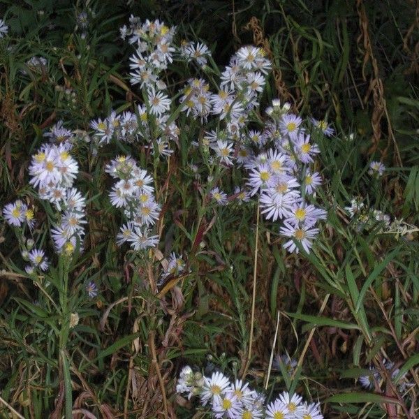 Ataster Asters - NASA Science