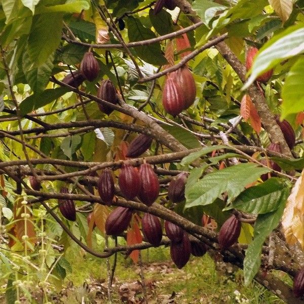 Cacao