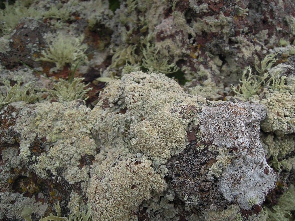Lichen