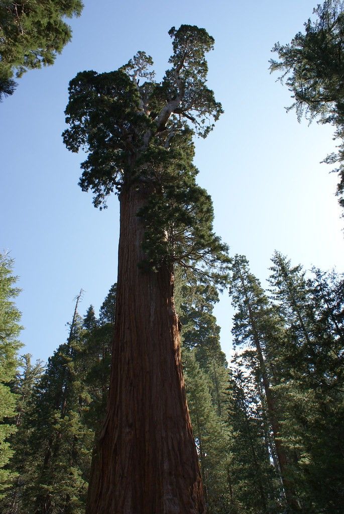 Redwood Tree - NASA Science
