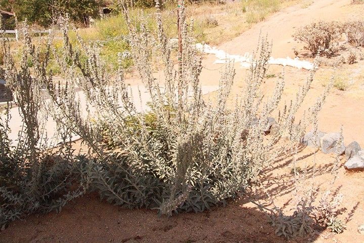 White Sage