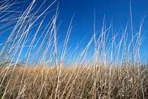 
			Grasslands Initiative - NASA Science			