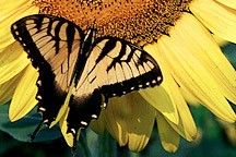 
			Ultraviolet Radiation: How It Affects Life on Earth - NASA Science			