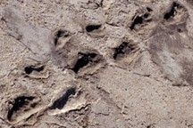 
			The Human Footprint - NASA Science			