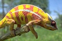 
			New Tools for Conservation - NASA Science			