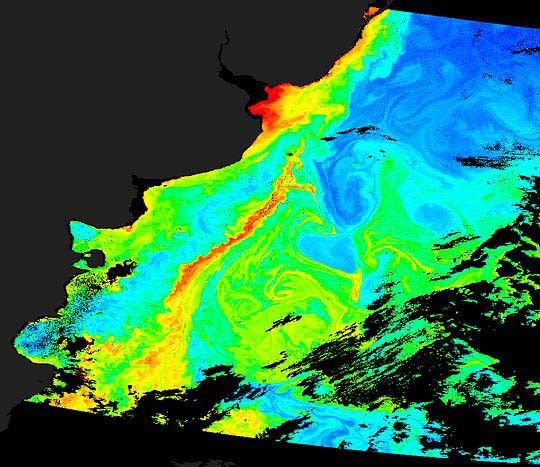 Phytoplankton near Argentina