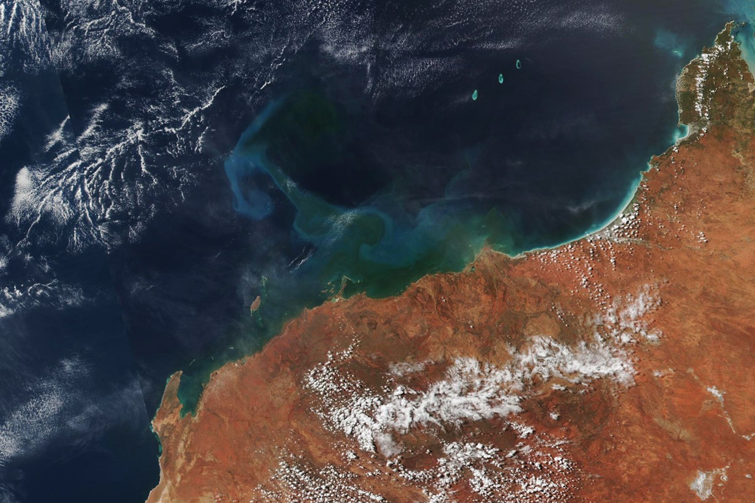 A Bloom after the Storm