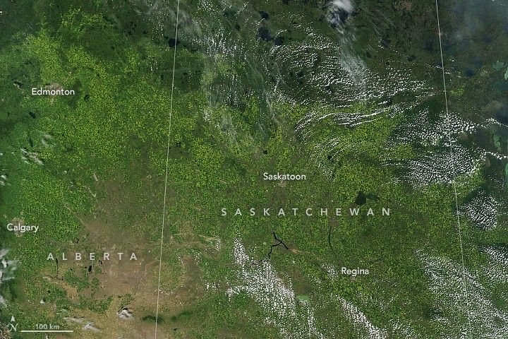 Canadian Canola Fields