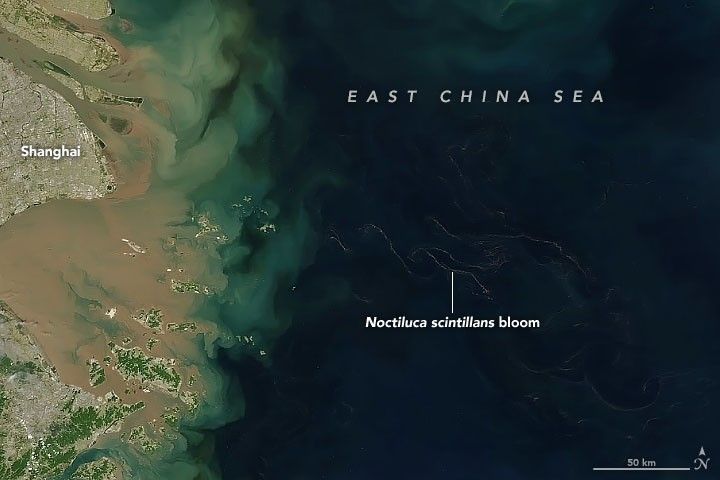 Tracking “Blue Tear” Blooms