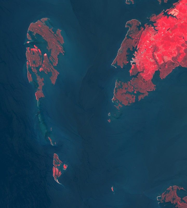 Great Fox is Disappearing