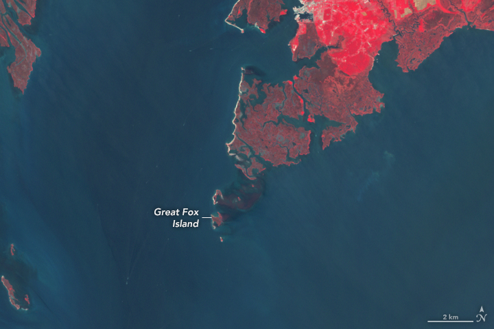 Great Fox is Disappearing