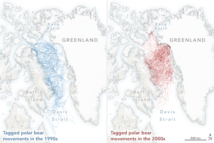 Polar Bears Struggle as Sea Ice Declines