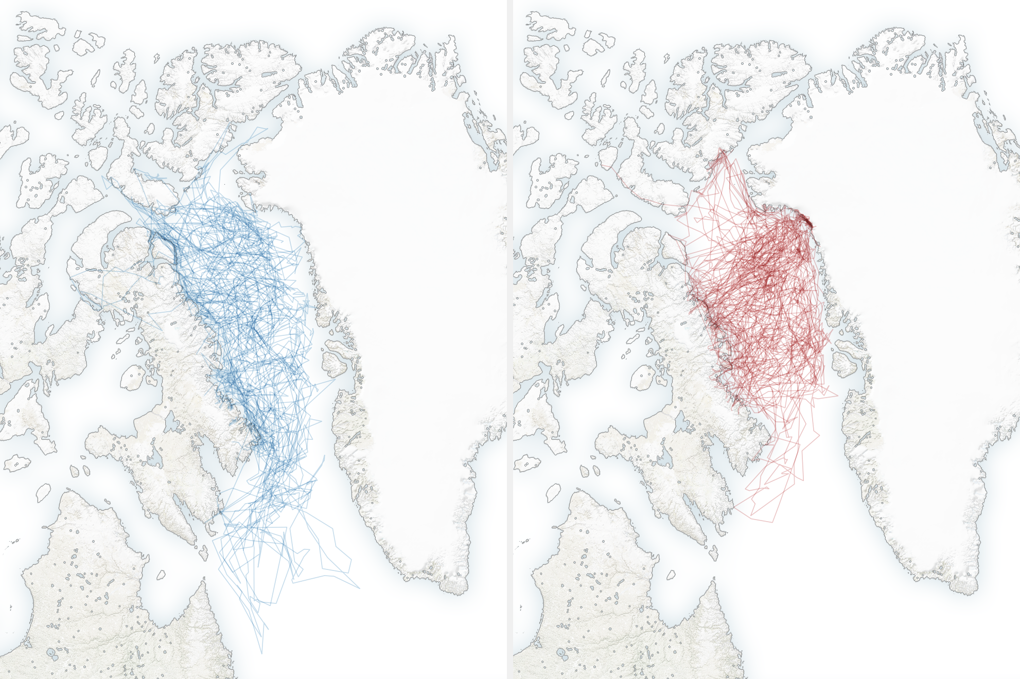 Polar Bears Struggle as Sea Ice Declines
