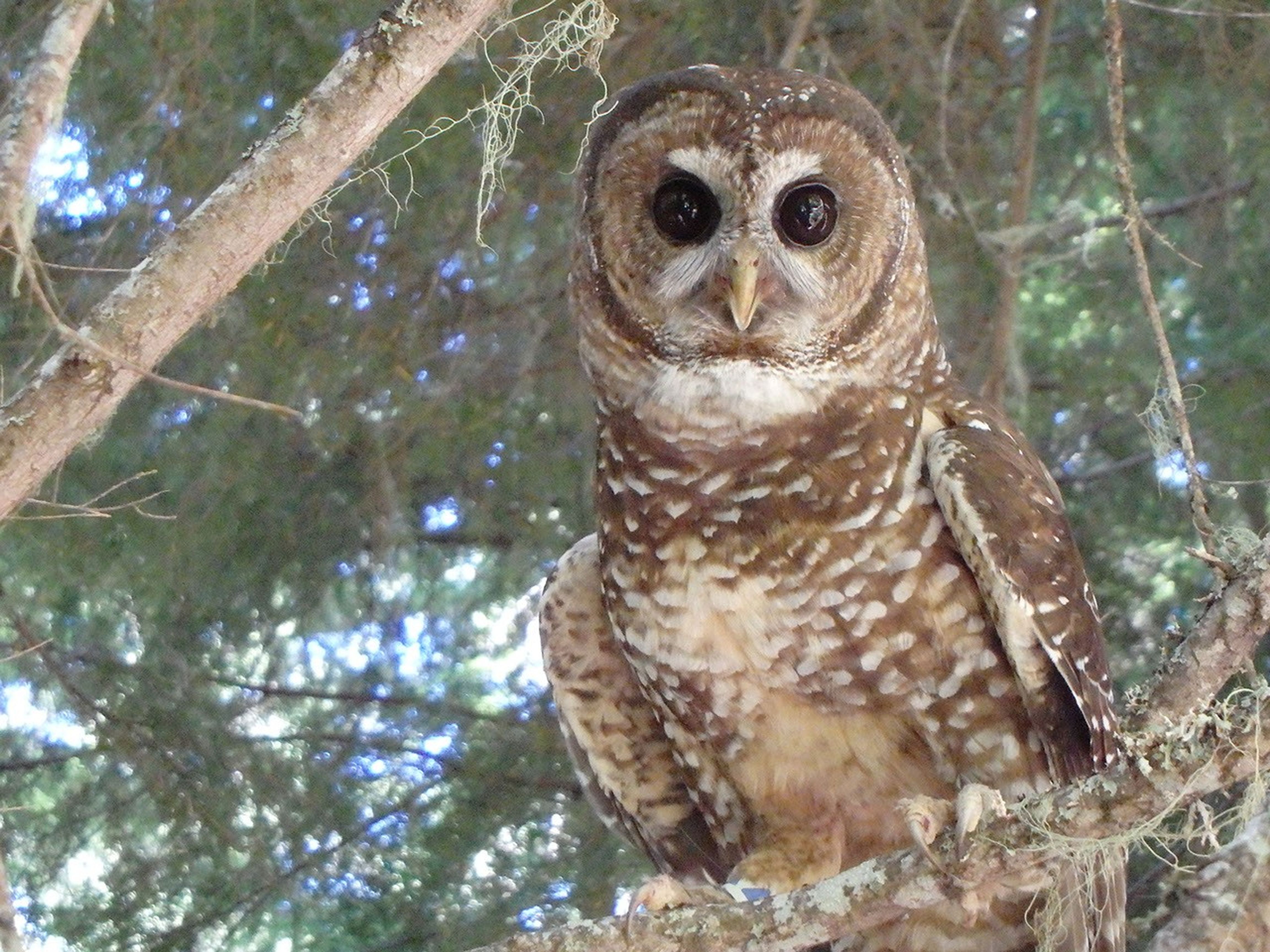 Spotting the Spotted Owl: 30 Years of Forest Disturbance