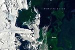Bloom in McMurdo Sound