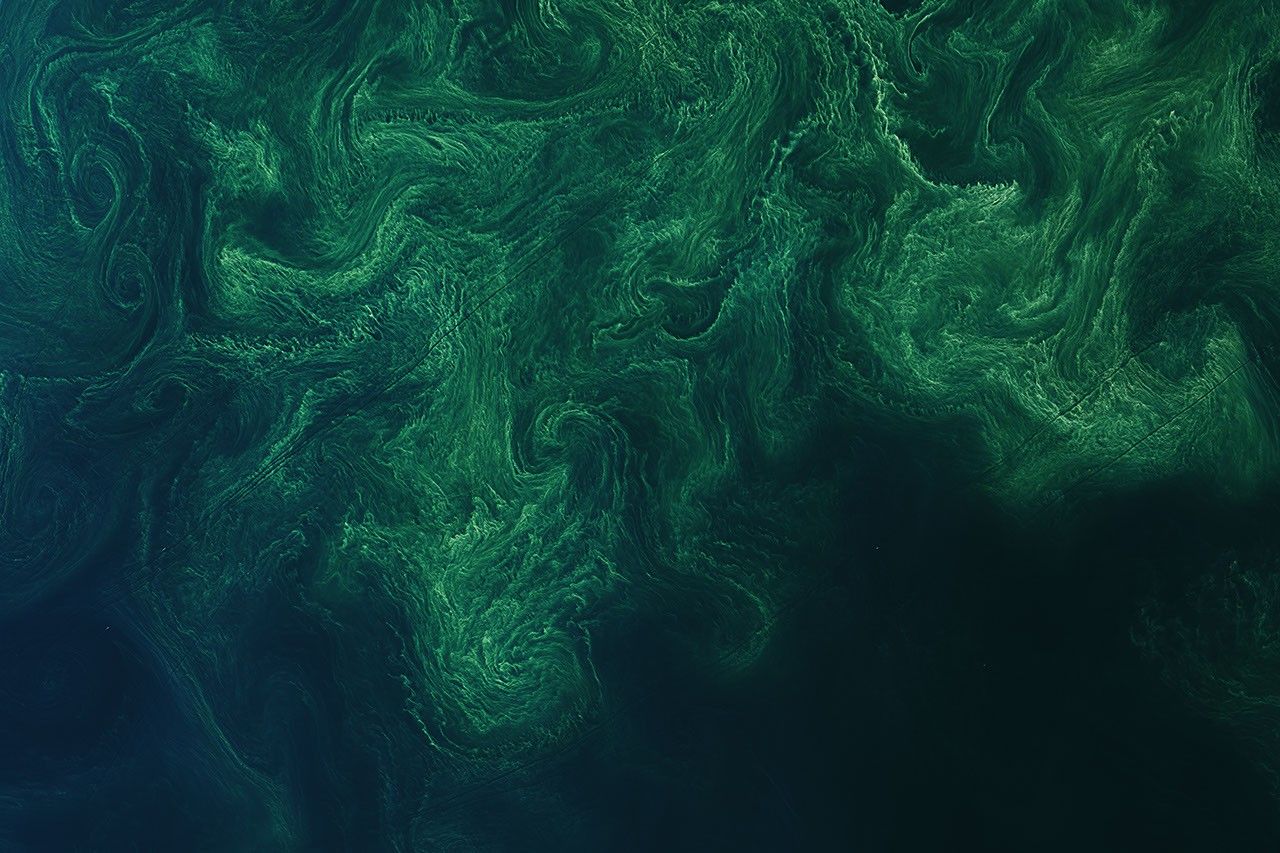 Algal bloom in the Baltic Sea