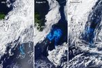 Persistent Phytoplankton