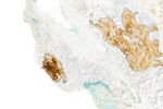 Assessing California Fire Scars