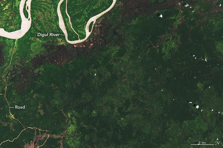 Deforestation in Papua