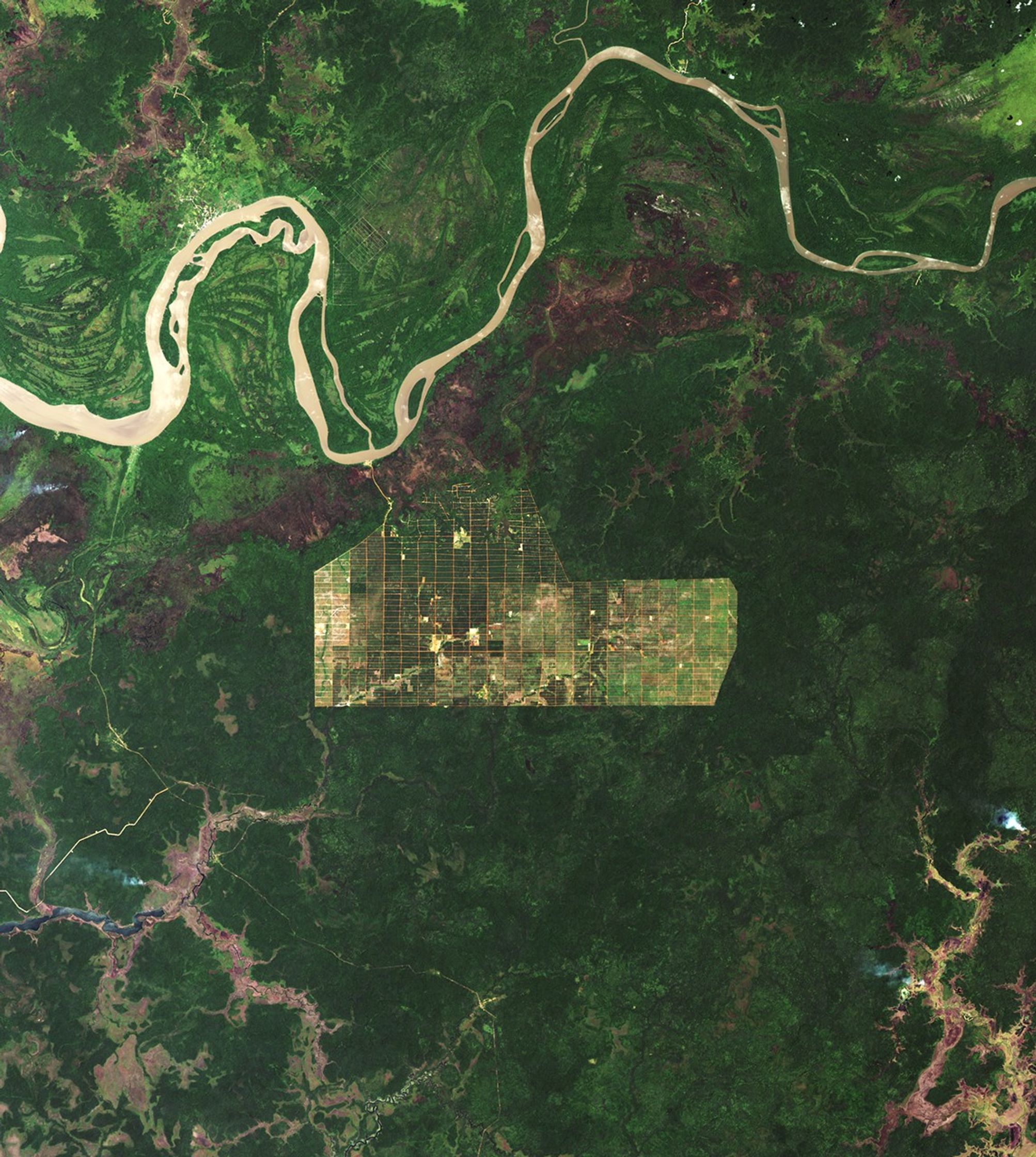 Deforestation in Papua
