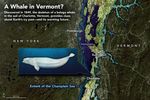 Discovering the Charlotte Whale