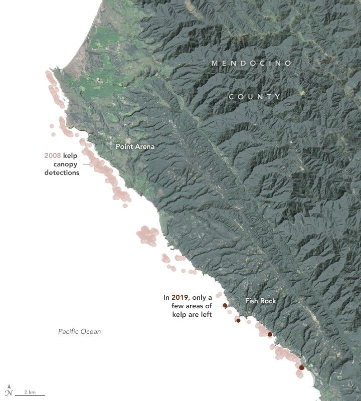 Monitoring the Collapse of Kelp Forests