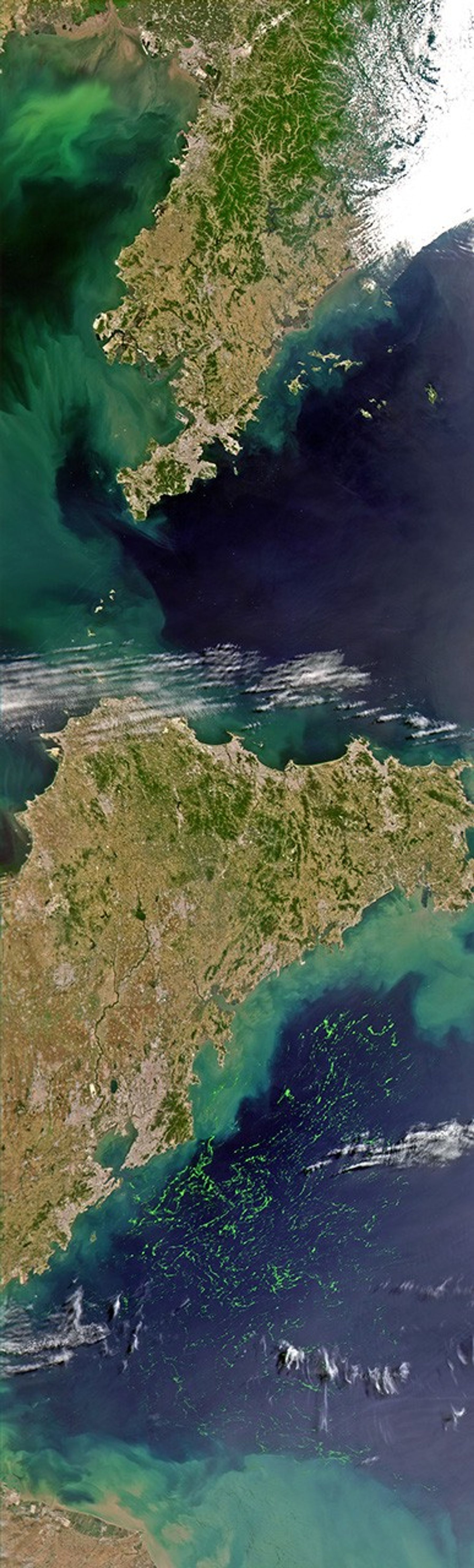 Green Seaweed in the Yellow Sea