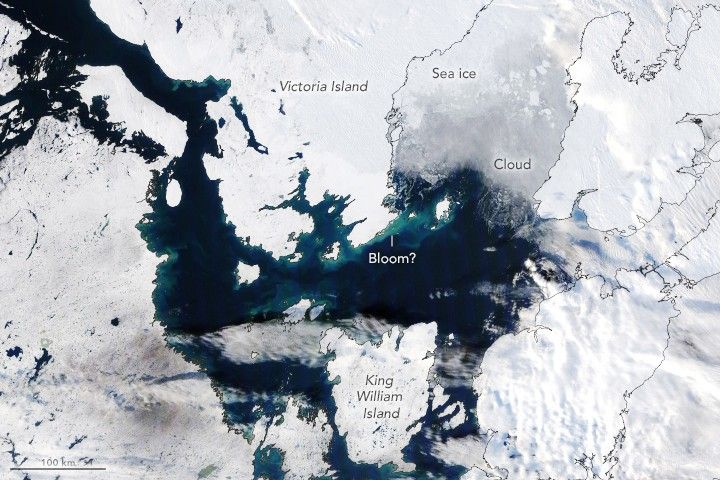 Late Bloomers in the Arctic