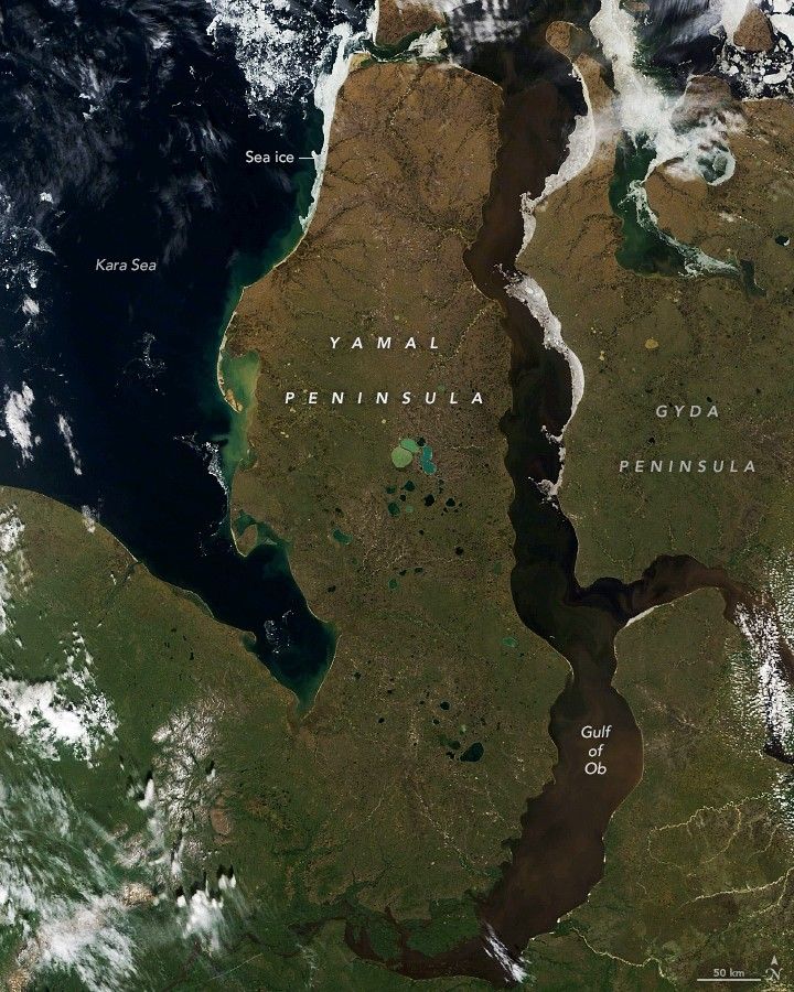 
			Reindeer as Ecosystem Engineers? - NASA Science			