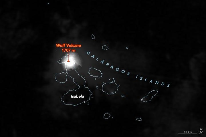 A Wolf Awakens at Night