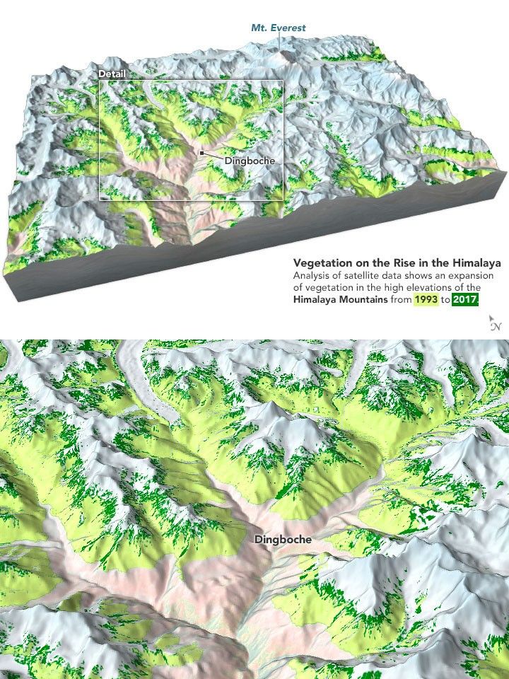 Everest-Area Plant Life Spreads