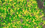 GEDI & Sentinel-2 Prediction