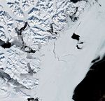 Scientists Discover a Polar Bear Subpopulation