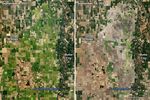 A Rough Year for Rice in California