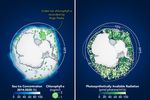Phytoplankton May Be Abundant Under Antarctic Sea Ice