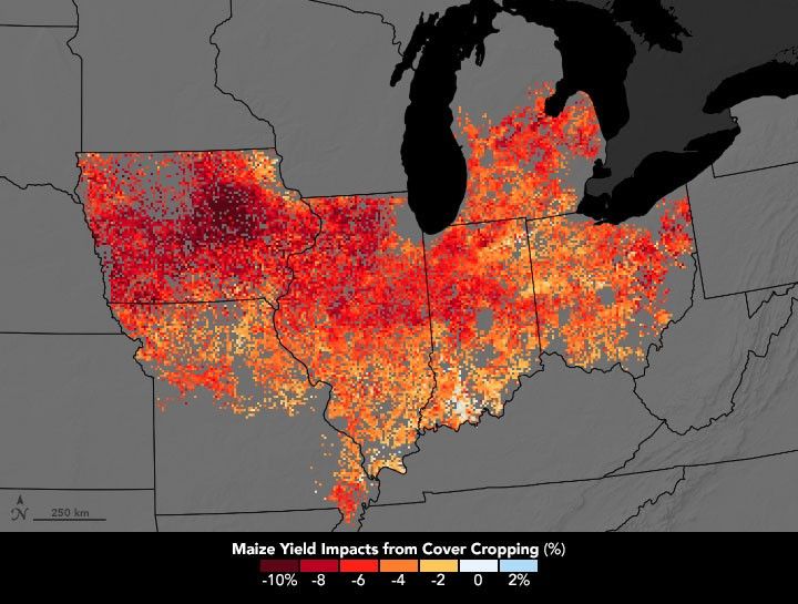 Midwest Farmers Using Cover Crops Take Small Yield Hit