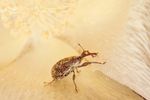 Battling Boll Weevils in Texas - related image preview
