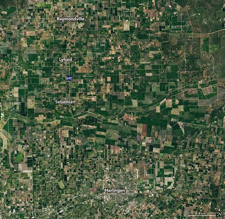 Battling Boll Weevils in Texas