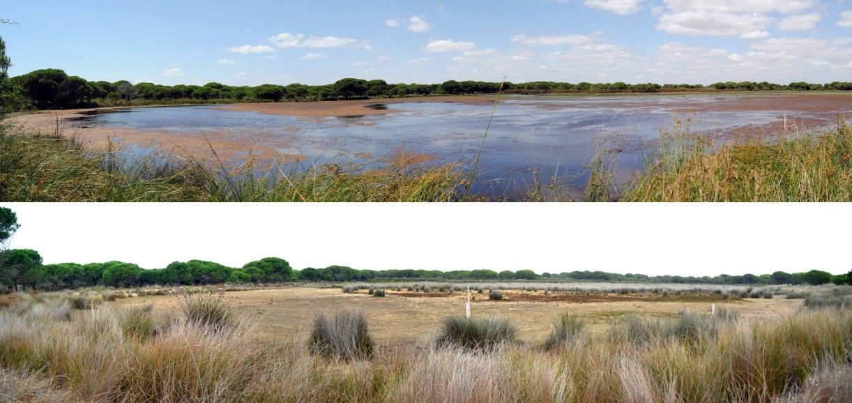 Water Woes in Doñana National Park - related image preview