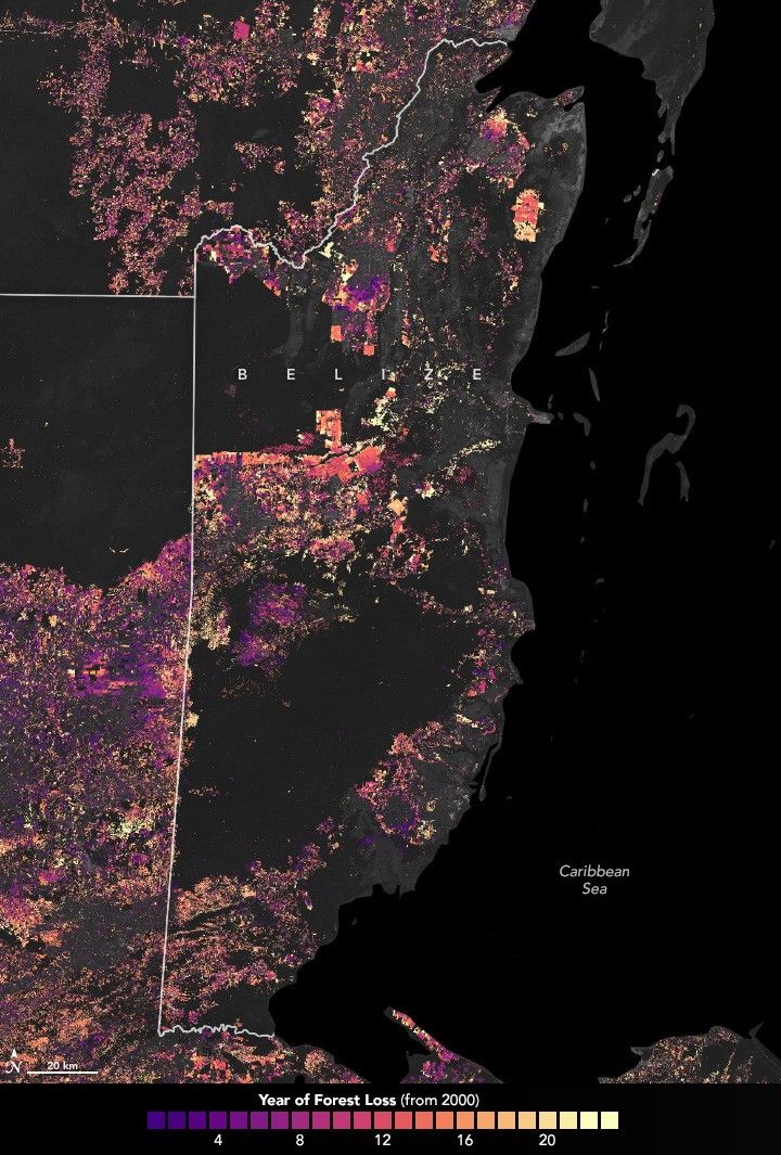 Tracking Forest Cover in Belize