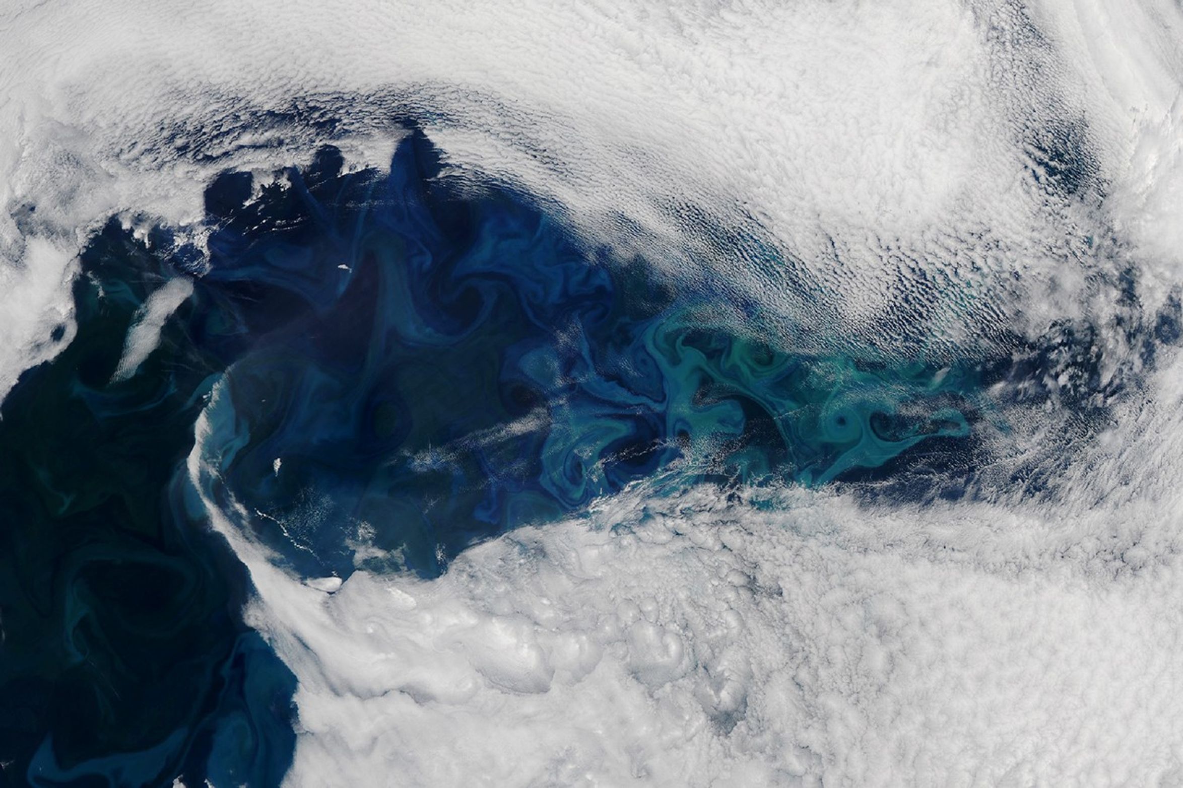 Satellite image of a large phytoplankton bloom east of Greenland, with deep teal and turquoise swirls visible through breaks in cloud cover