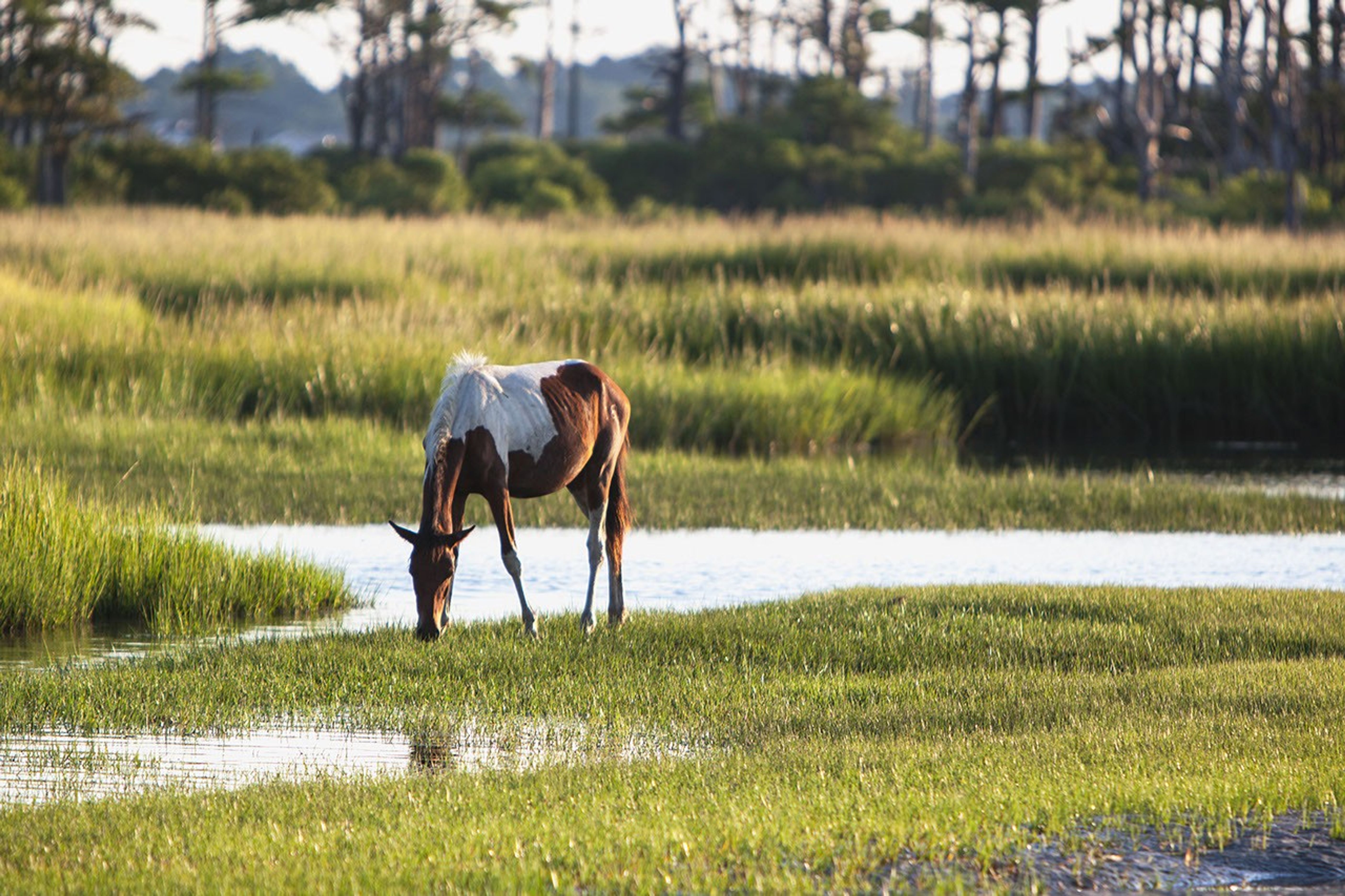 NASA Returns to the Beach: Assateague on the Move - related image preview