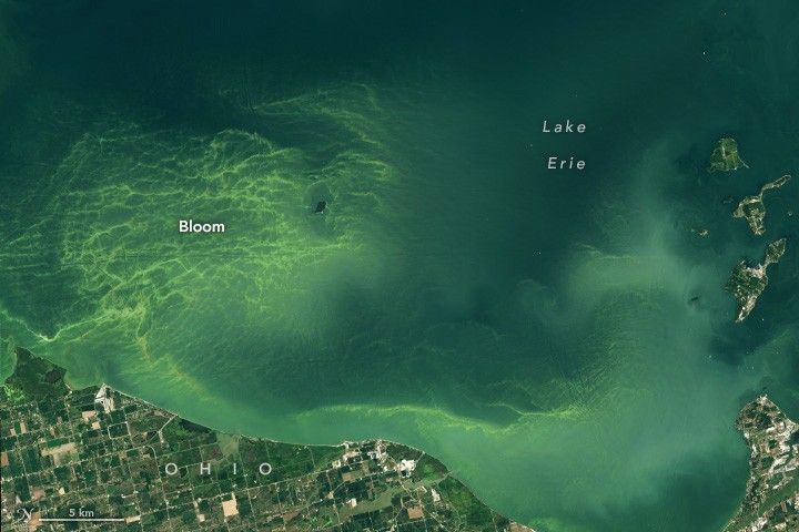 NASA Lake Erie Bloom Image