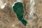 Pyramid Lake in Bloom