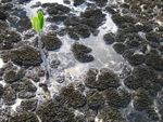 Signs of Sea Level Rise in the Bahamas