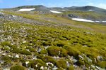 Satellites Reveal a Greener Antarctic Peninsula